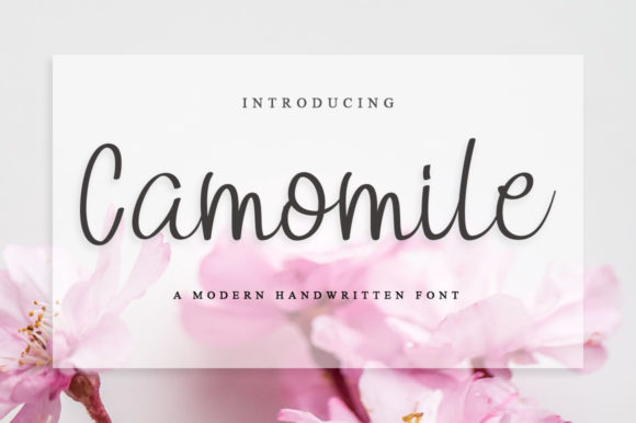 Camomile Font: Elegant Script for Craft Projects